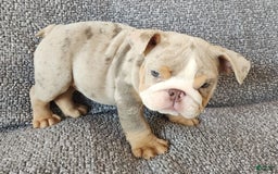 English Bulldog dogs for sale: Ollie - Image 12