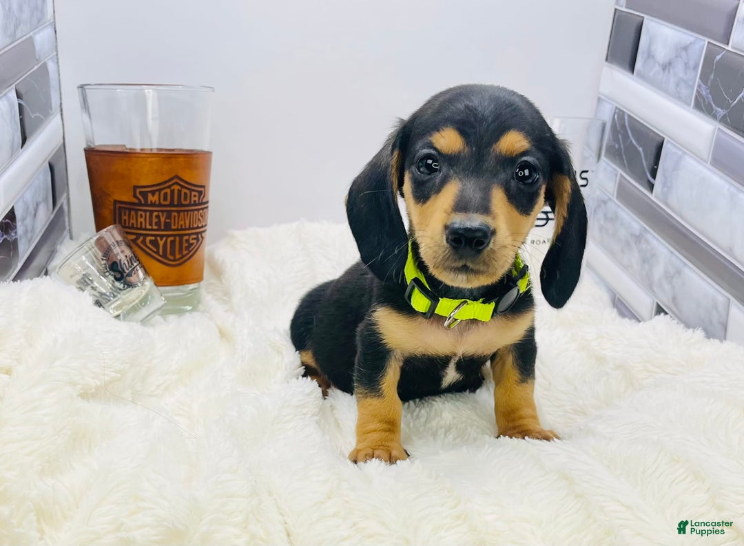 Miniature Dachshund dogs for sale: James - Image 2