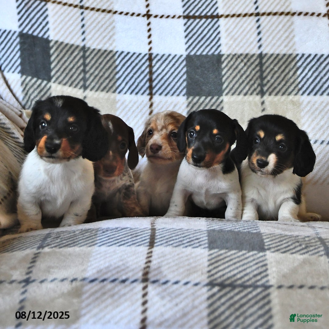 Miniature Dachshund dogs for sale: Timmy - Image 5
