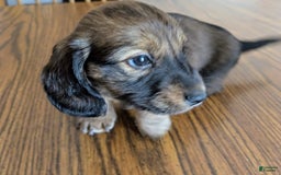 Miniature Dachshund dogs for sale: Todd - Image 6