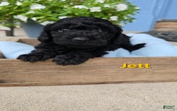 Cavapoo dogs for sale: Jett - Image 1