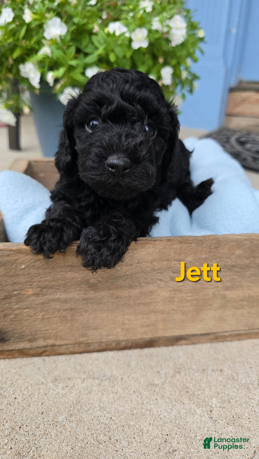 Cavapoo dogs for sale: Jett - Image 1