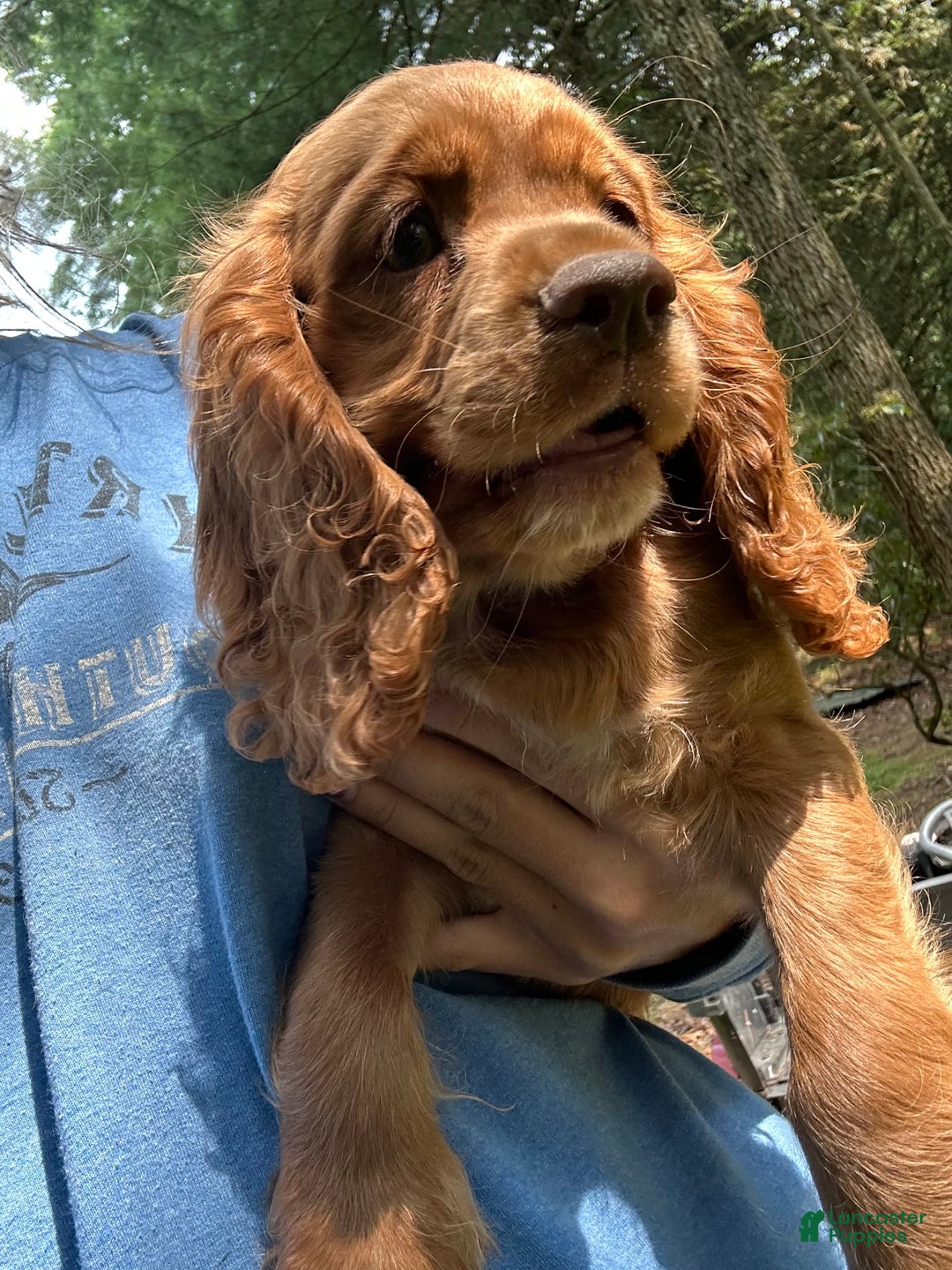 Cocker Spaniel dogs for sale: Marley - Image 7