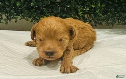 Miniature Poodle dogs for sale: Seven - Image 2