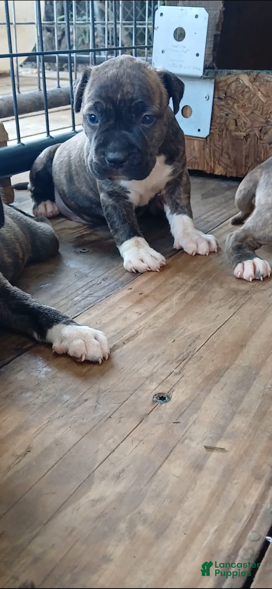 American Pit Bull Terrier dogs for sale: Guage - Image 17