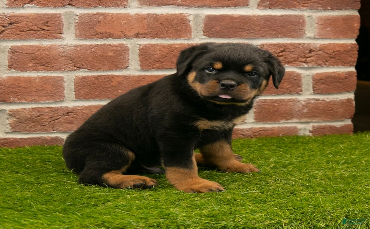 Rottweiler dogs - Advert 10
