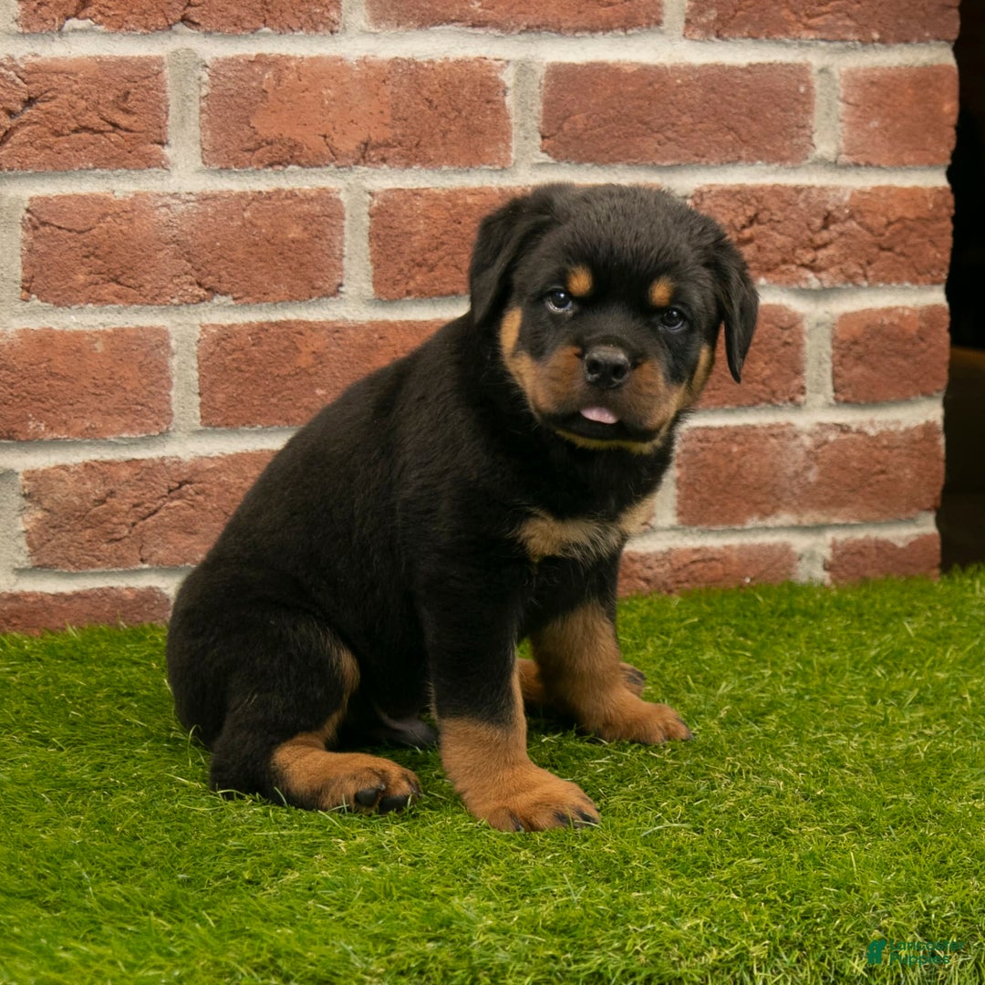Rottweiler dogs for sale: Diesel - Listing for pets: Hunter, Lightining, Elliot, Diesel - Image 1