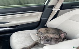French Bulldog dogs for sale: Mommy - Image 2