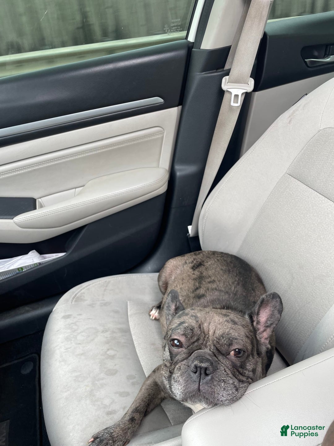 French Bulldog dogs for sale: Mommy - Image 2