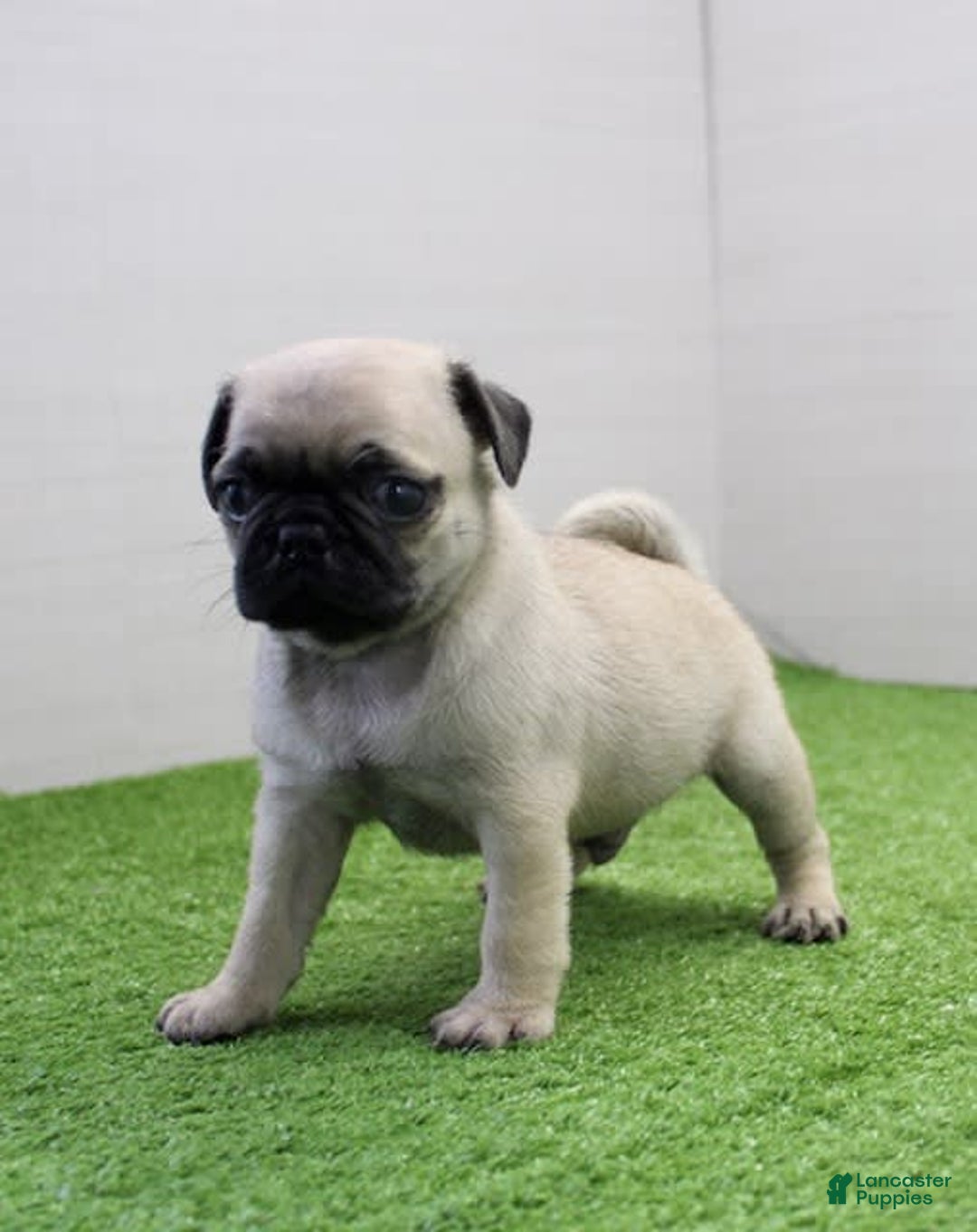 Pug dogs for sale: Mikey - Image 8