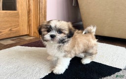 Lhasa Apso dogs for sale: Bella - Image 1