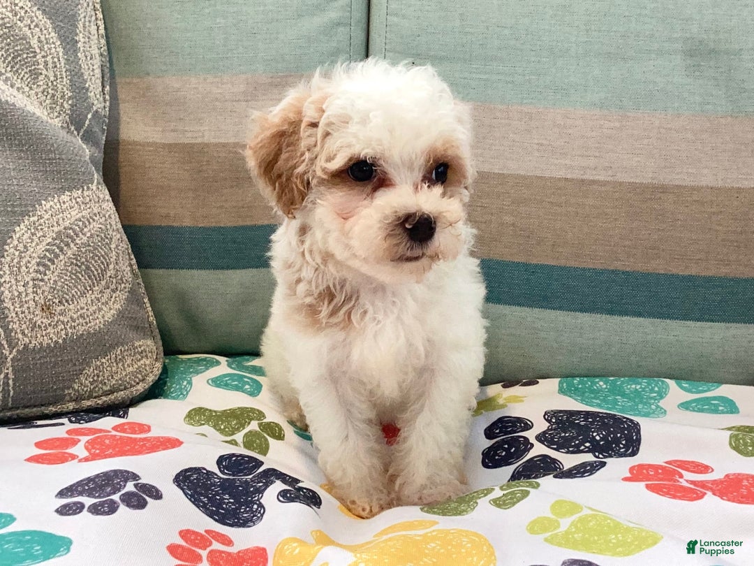 Havapoo dogs for sale: Casey - Image 2