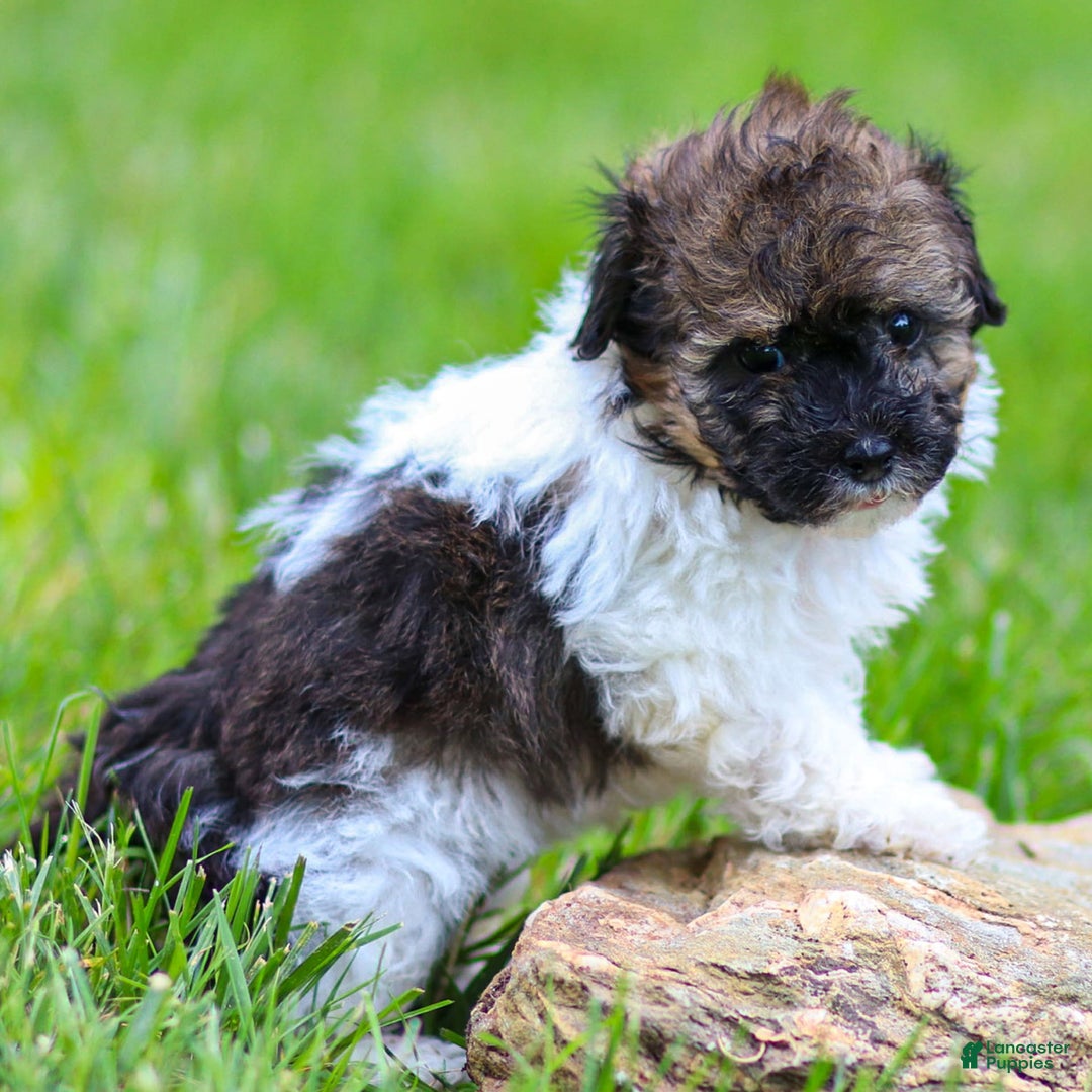 Miniature Poodle dogs for sale: Loki - Image 1