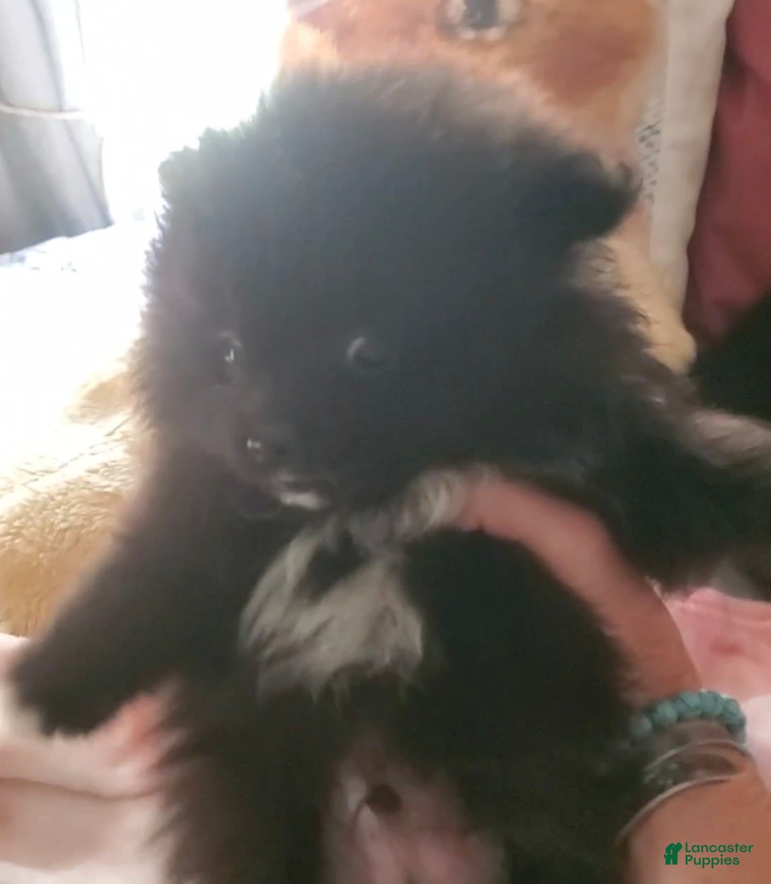 Pomeranian dogs for sale: Sam - Image 2