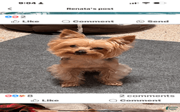 Yorkshire Terrier dogs for sale: Scotty - Image 6