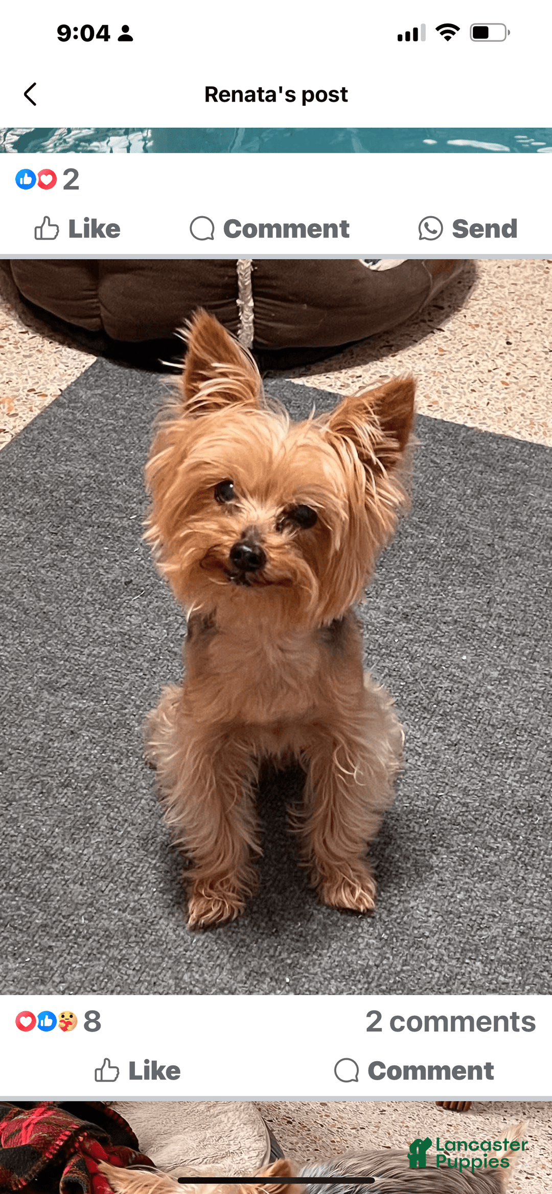 Yorkshire Terrier dogs for sale: Scotty - Image 6