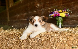 Shetland Sheepdog dogs for sale: Captain - Image 2
