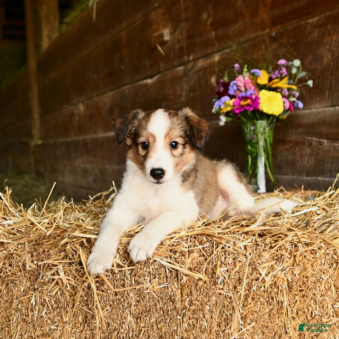 Shetland Sheepdog dogs for sale: Captain - Image 2