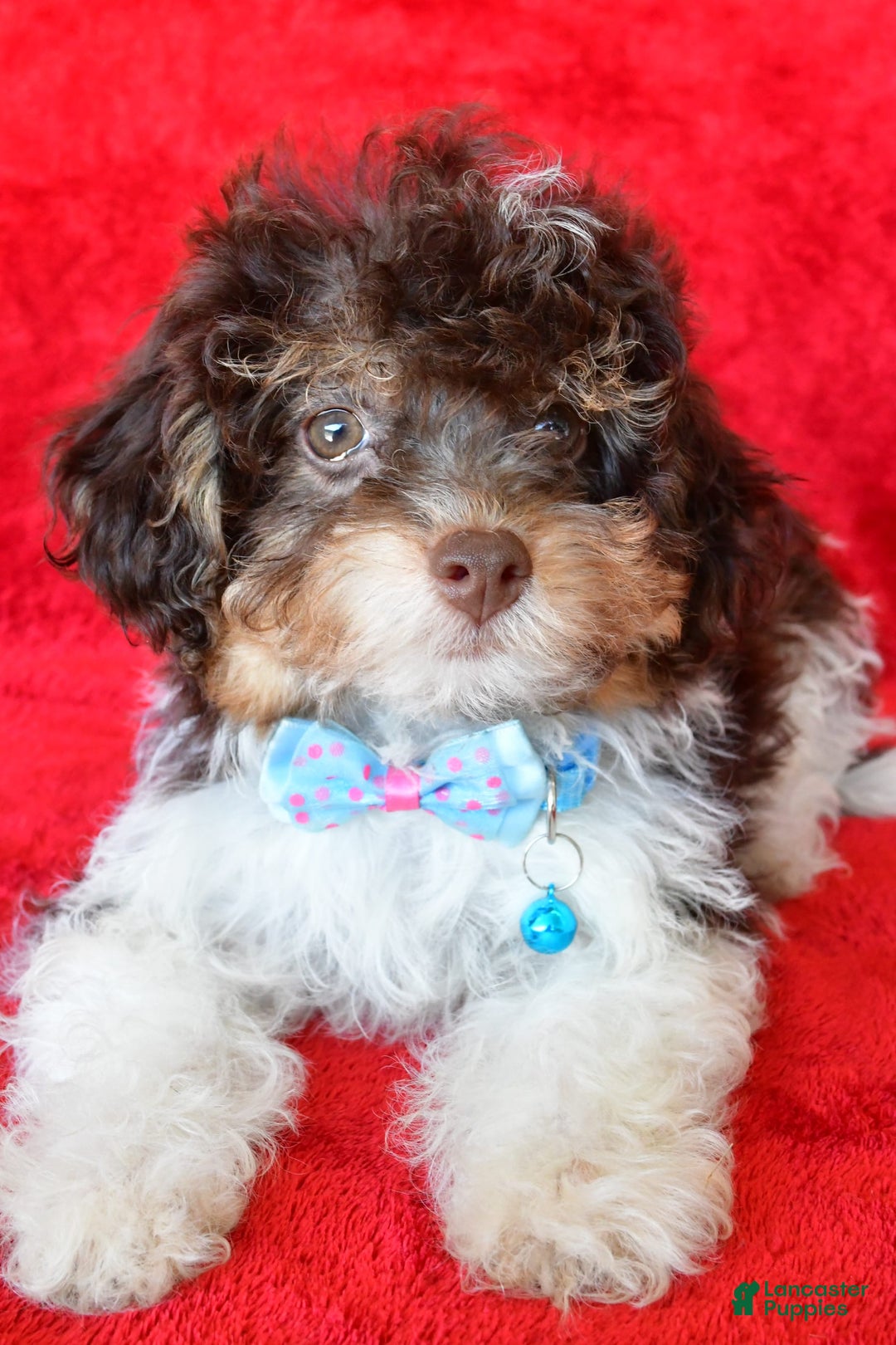 Shihpoo dogs for sale: Tysona - Image 3