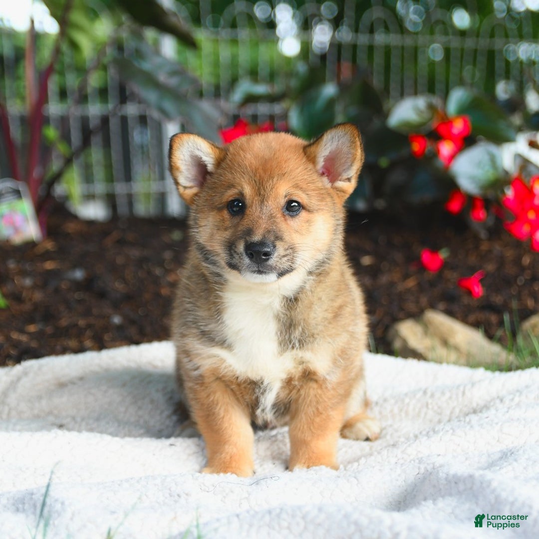Shiba Inu dogs for sale: Hickory - Image 4