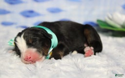 Bernese Mountain Dog dogs for sale: Cherrio - Image 3