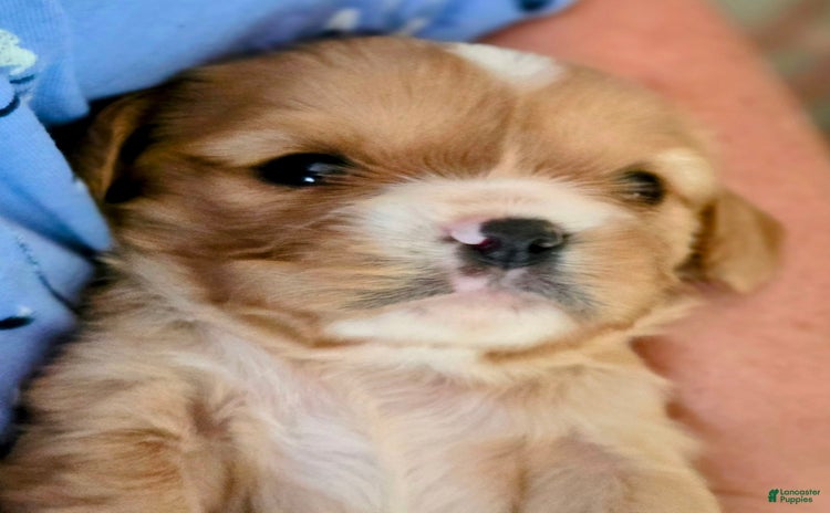 Cavalier King Charles Spaniel dogs for sale - Ad 2