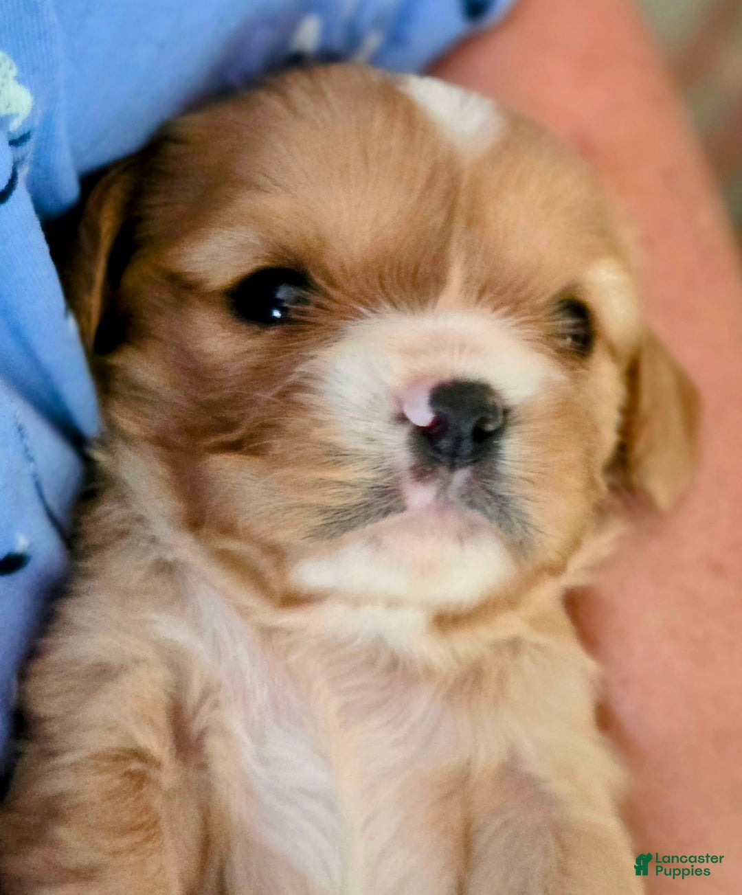 Cavalier King Charles Spaniel dogs for sale: Redford - Image 1