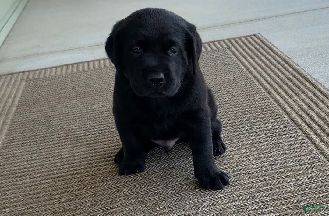Labrador Retriever dogs for sale: Wyatt - Image 10