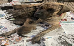 English Mastiff dogs for sale: Angel - Image 13
