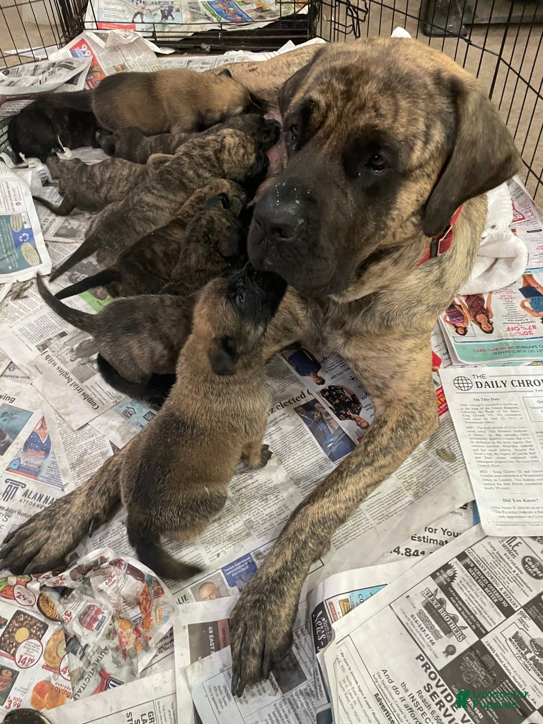 English Mastiff dogs for sale: Angel - Image 13