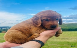 Golden Retriever dogs for sale: Rascal - Image 21