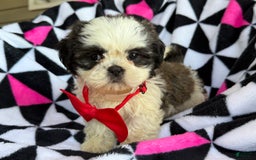 Shih Tzu dogs for sale: Betsy - Image 5