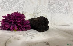 Shihpoo dogs for sale: Leo - Image 1