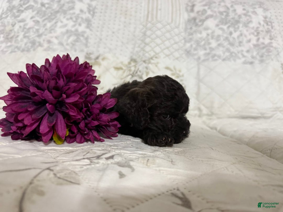 Shihpoo dogs for sale: Leo - Image 1