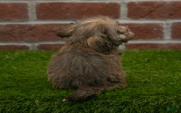Havanese dogs for sale: Wyatt - Image 2