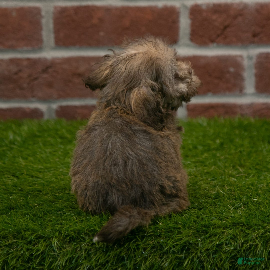 Havanese dogs for sale: Wyatt - Image 2