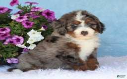 Mini Bernedoodle dogs for sale: Presley - Image 1