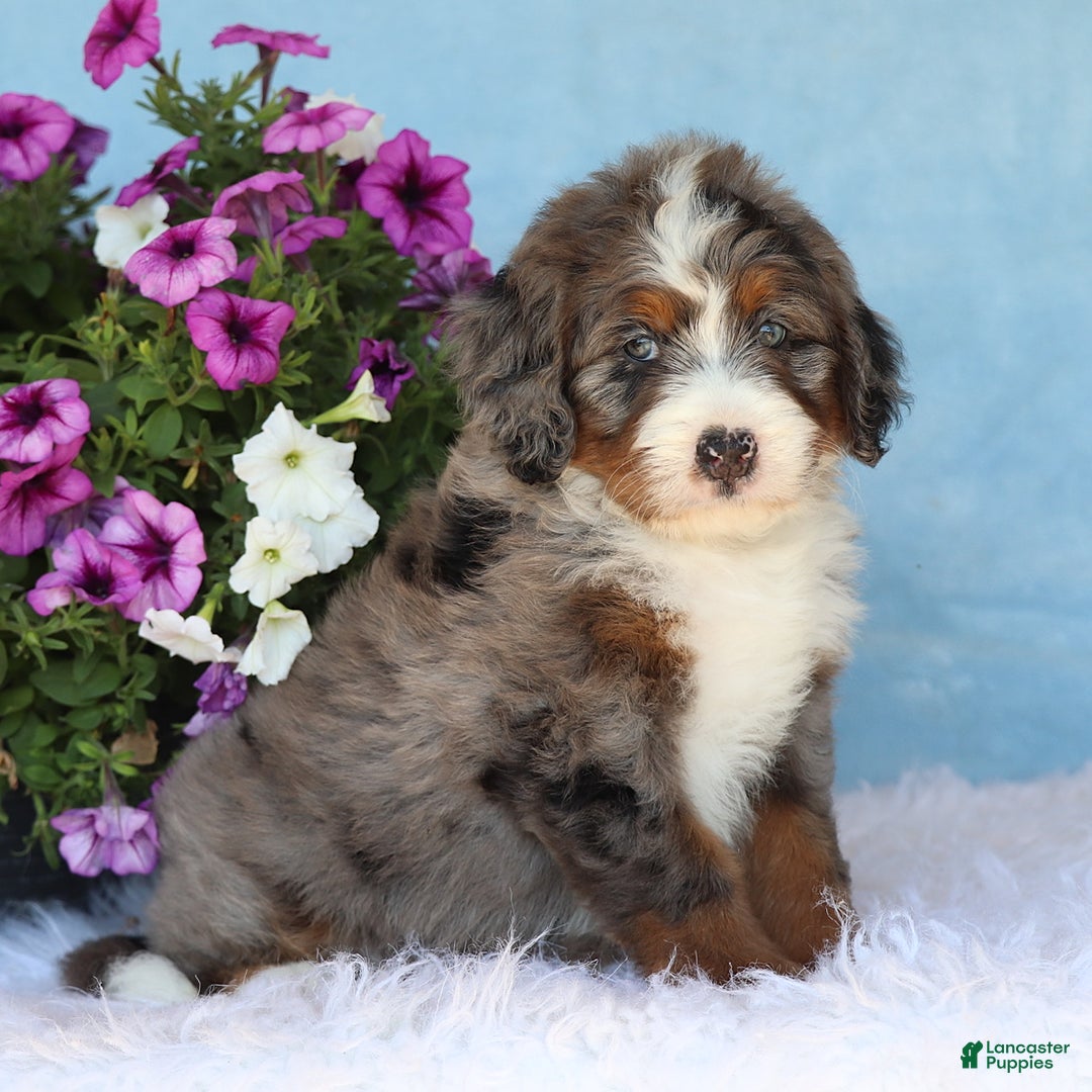 Mini Bernedoodle dogs for sale: Presley - Image 1
