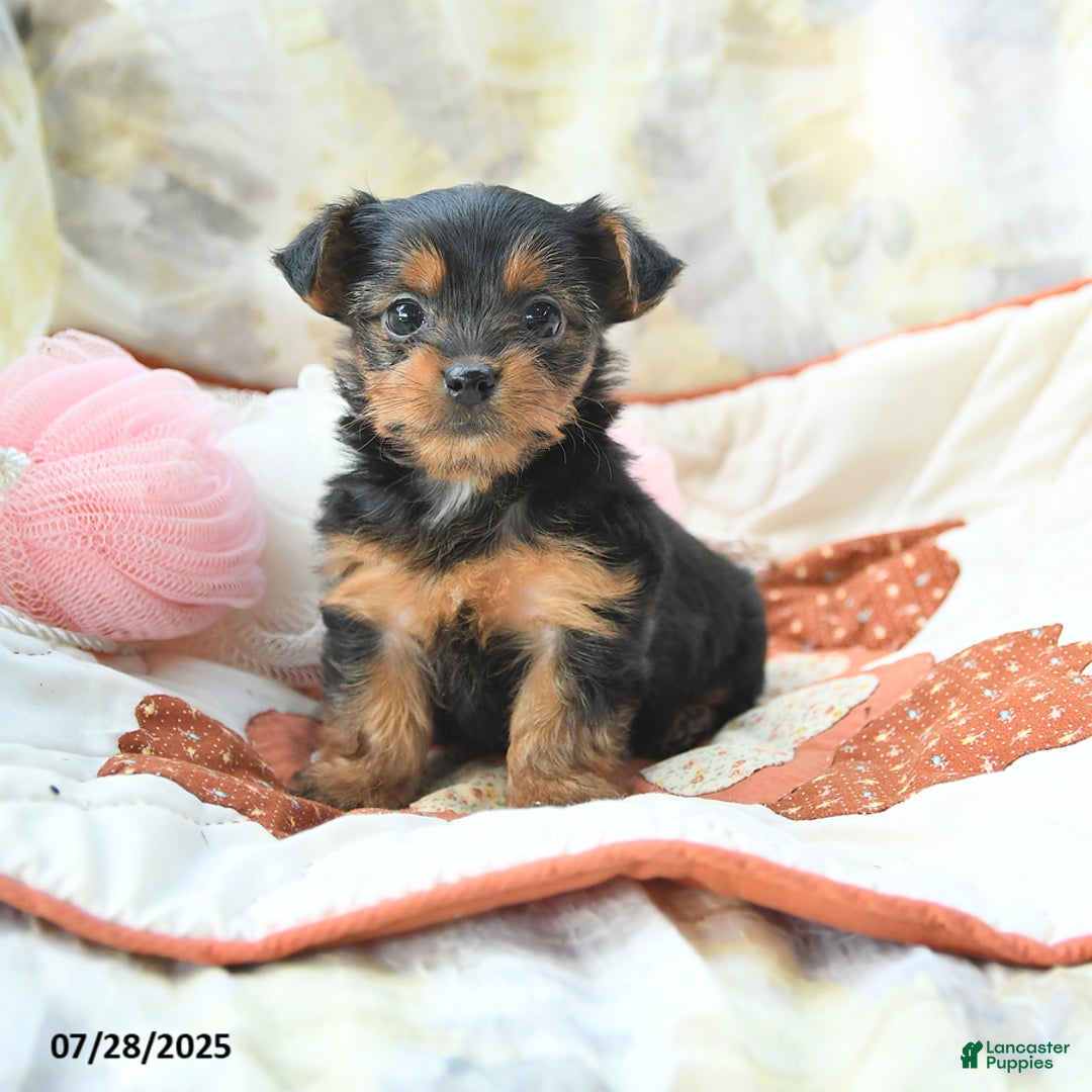 Yorkshire Terrier dogs for sale: Yorkshire Terrier 6 puppies - Image 14