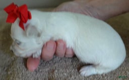 Maltipoo dogs for sale: Beans - Image 1