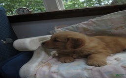 Golden Retriever dogs for sale: Twinkie - Image 23