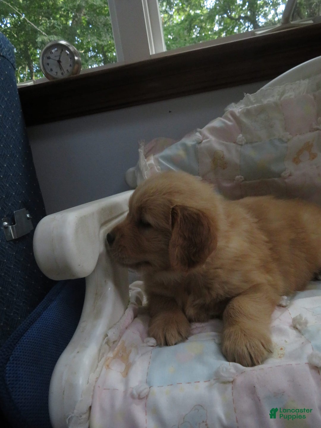 Golden Retriever dogs for sale: Twinkie - Image 23