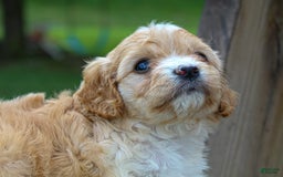 Cavapoo dogs for sale: Violet - Image 1