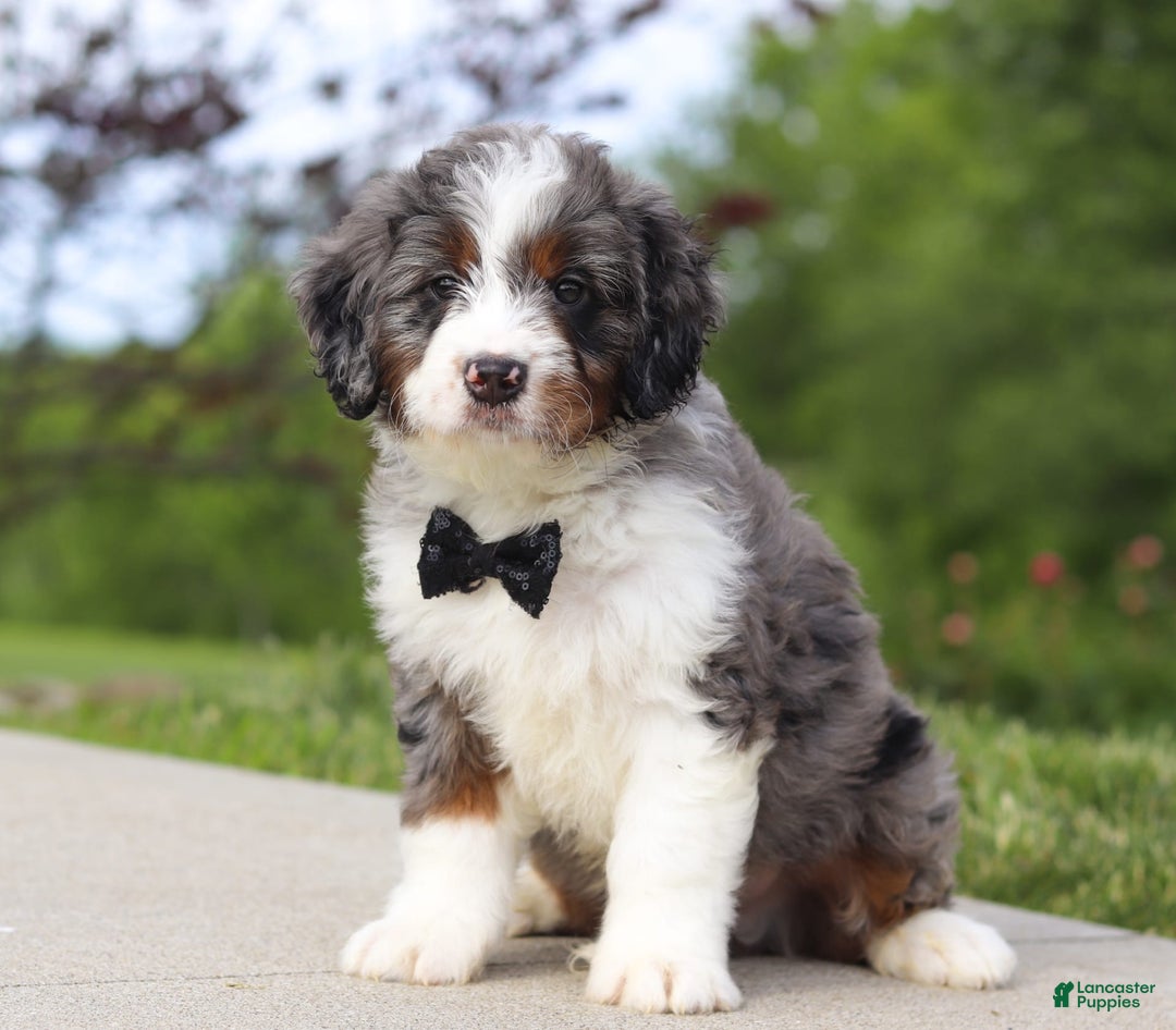 Mini Bernedoodle dogs for sale: Oakley - Image 5