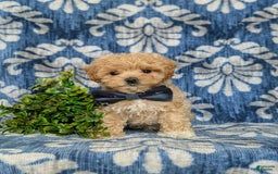 Maltipoo dogs for sale: Eghan Toy Size - Image 1
