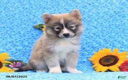 Pomsky dogs for sale: Nutmeg - Image 2
