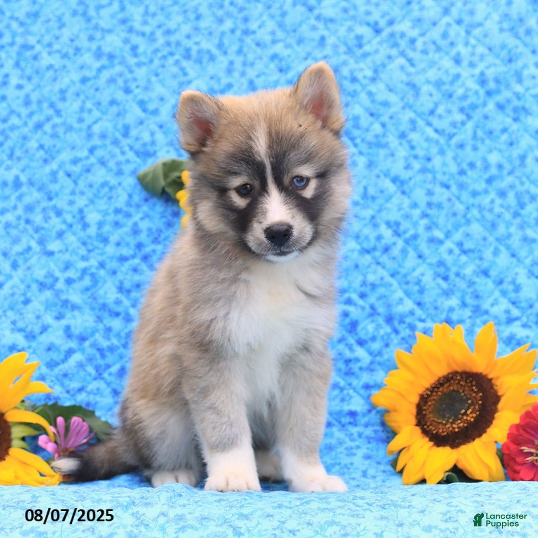 Pomsky dogs for sale: Nutmeg - Image 2