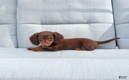 Miniature Dachshund dogs for sale: Coco - Image 3