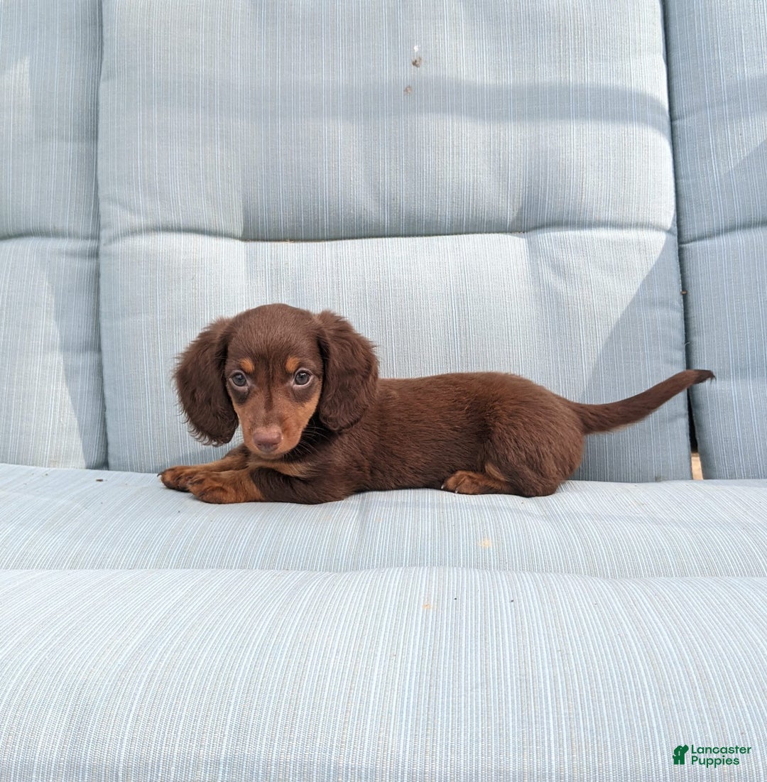 Miniature Dachshund dogs for sale: Coco - Image 3