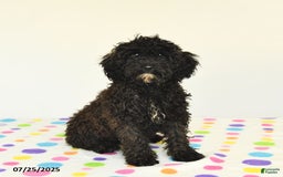 Miniature Poodle dogs for sale: Buster - Image 6